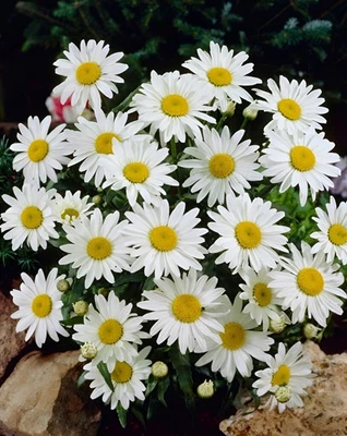1000 Shasta Daisy Alaska Seeds Deer Resistant Cold Tolerant Perennial Wildflower - Image 1 of 4