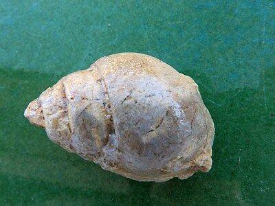 Fosiles Moluscos   Extraordinario Molusco Gasteropodo  -  3a16   • 6.21€