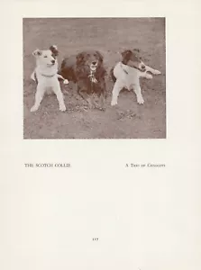 SCOTCH OR BORDER COLLIE CHALCOT HUNDE ALT VINTAGE 1934 BENANNTER HUND DRUCKSEITE - Bild 1 von 1