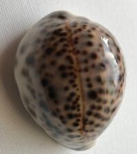 Cypraea Cowrie Tiger Sea ShellsTigris Spotted 7cm x 5cm x 4cm Beach Shell.