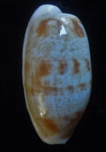 GEMA DE 32,6 mm Seashell Cypraea teres patrón especial - Imagen 1 de 5