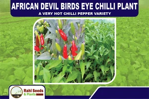 African Devil Birds Eye Chilli Plant A Very Hot Chilli Pepper Variety - Picture 1 of 11