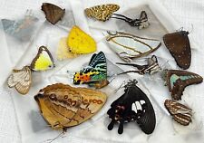 10 Butterflies Closed Wings Insect Taxidemy Specimen Teaching Collection