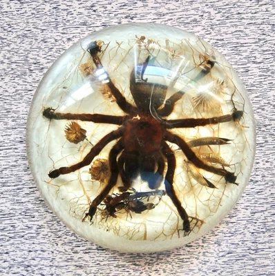 Vintage Real TARANTULA GLASS PAPERWEIGHT 5 3/4" Across MAGNIFICENT - Image 1 of 4