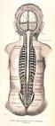 Lage des Rückenmarkes im Wirbelkanal. Natürliche Größe