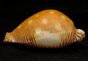 FS (Cypraea) Perisserosa guttata f. bicallosa 59mm - Picture 1 of 6