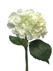 Künstlicher Hydrangea Artist Stecker Hortensie Gartenhortensie Kunstblume creme