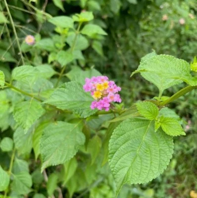 50+ Hojas Secas de Lantana Camara - Hierba Curativa Orgánica Herbal Té Labio de Ángel Foto 1 de 4