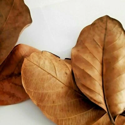 Paquete de 100 hojas de fruta de gato orgánicas naturales secas de Ceilán para acuario de camarones Foto 1 de 4