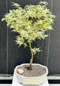 Variegated Butterfly Japanese Maple Bonsai Tree 17"H Outdoor Acer Palmatum - Picture 1 of 2