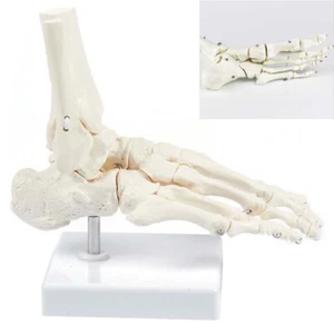  Modelo de pie y tobillo tamaño natural - Modelo anatómico de pie, huesos esqueléticos - Imagen 1 de 5
