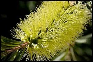 YELLOW PALLIDUS BOTTLEBRUSH 1500 SEEDS NATIVE FLOWERING SHRUB - Picture 1 of 3
