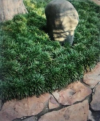 ONE - 3" plant DWARF MONDO GRASS - LIVE PLANT - Image 1 of 2