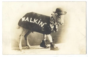 WALKIN' - DRESSED GOAT In a Dapper Outfit - Wonderful ca1905 RPPC - Picture 1 of 2