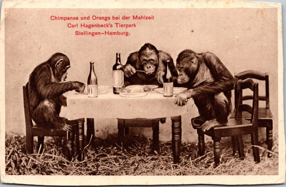 1909 British Somaliland Chimpanzee Zoo Postcard Cover to Aldershot England - Image 1 of 2
