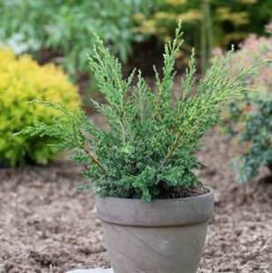 Strauchwacholder Blaauw 15-20cm - Juniperus chinensis - Bild 1 von 1