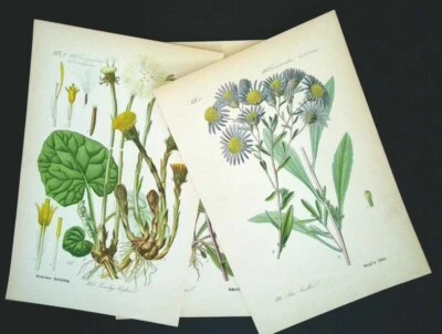 1886 LITHOGRAPHIEN 3er Set Botanik Flora Pflanze Blüte Pflanzenbilder Antik - Bild 1 von 4