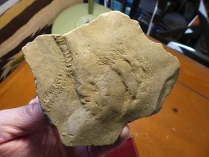 Ichnofossil Trilobite Cruziana Tracks with Nearby Sea Scorpion Activity 251106 - Picture 1 of 9