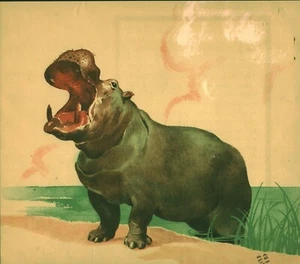 Document ancien hippopotame issu du livre Armand Rapeno 1950 - Imagen 1 de 1