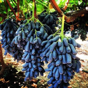 50 Purple Finger GRAPE Fruit Vine Seeds - Picture 1 of 5