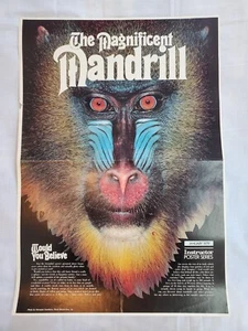 Vintage 70s 1979 Magnificent Mandrill Baboon Monkey Ape Poster Wall Art 15x21 - Picture 1 of 4