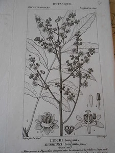 Gravure 19ème - Botanique Litch longane - Imagen 1 de 1