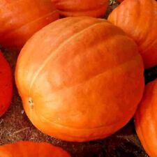 PUMPKIN BIG MAX SEEDS GIANT HEIRLOOM NON-GMO Buy one get one 50% off