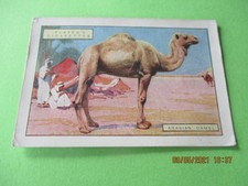 John Player, Natural History, 2nd Series Single card 2 Arabian Camel