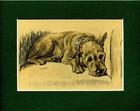 Lucy Dawson ~ Welsh Terrier ~ Colour Print Genuine Vintage 1936