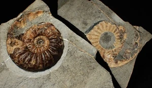 "Popped" Asteroceras obtusum Ammonit Fossil (68 mm) Jurassic Coast UK Mineralien - Bild 1 von 14