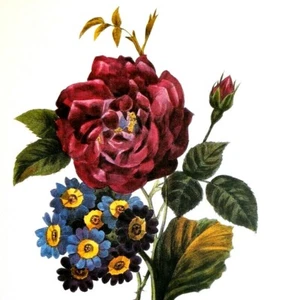 Redoute Bouquet Botanical Flowers Art Print Book Plate 69 Rose Bengale Elegant - Bild 1 von 3