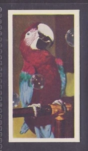GUACAMAYO - 60 + Tarjeta Comercial Inglesa Años # 17 - Imagen 1 de 2