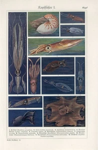 Impresión litográfica calamar nautilus pulpo calamar de brazo largo moluscos marinos años 20 - Imagen 1 de 1