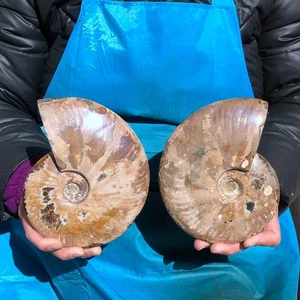 2 pieces 4.79LB Rare natural polished pure natural sea shell fossil specimen - Picture 1 of 16