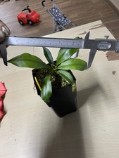 Nepenthes Bicalcarata Red