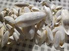 Cuttlefish Bones 100% Bone Batch Birds Reptiles African Land Snails 300g