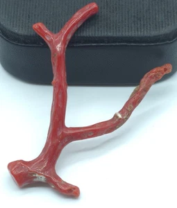 Italian Red Coral Polished Branch 100% Natural Red Coral Branch New Arrival - Picture 1 of 8