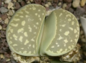 lithops marmorata c260, living stone, rare succulent, 10 seeds - Picture 1 of 1
