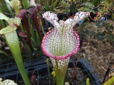 2023 seed cross Leuco PURPLE LIPS X ELLIE WANG sarracenia carnivorous seeds