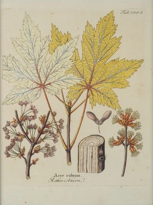 Zuckerahorn. Botanische Darstellung, Radierung Romantik Unbekannt (18.Jhd) - Bild 1 von 4