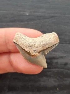 Dente chiaro di squalo tigre 2,8 cm - dente di squalo fossile - Foto 1 di 3