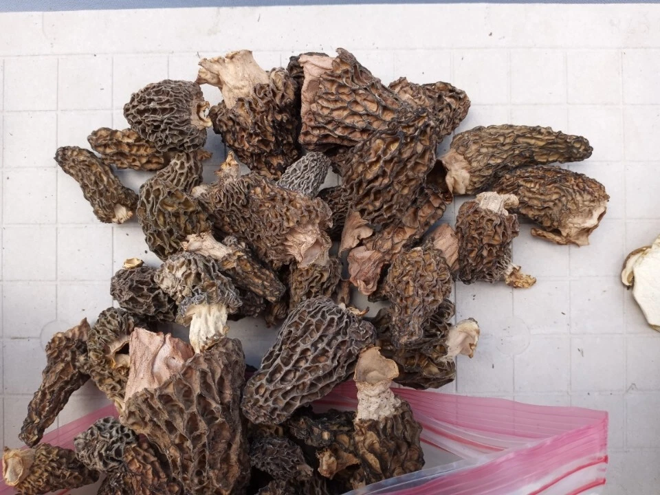 DRIED MUSHROOMS 🍄  - Image 1 of 1