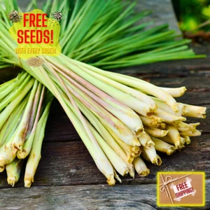 Fresh Lemongrass Herb Seeds | Xiang Mao | Heirloom Non-GMO | Asian Herb Seeds - Picture 1 of 15