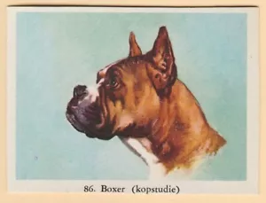 Dogs - Dutch Full Speed Cigarette card circa 1959 #86 Boxer Head and Shoulders - Picture 1 of 2
