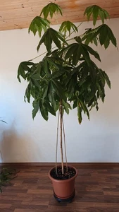 Exotische Pflanze aus Sri Lanka (evtl. Ceiba (Wollbaum)), 7 Jahre alt, 2 m hoch - Bild 1 von 7