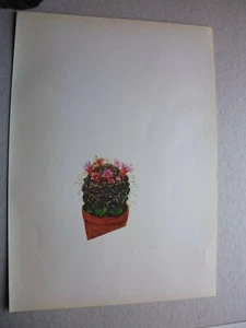 Botanique:Gravure couleur cactacée:Mamillaria Erythrosperma par ARLETTE DAVIDS - Picture 1 of 2
