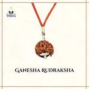 Premium Ganesha Rudraksha Pendant made in Pure Silver – Authentic Nepal Origin - Picture 1 of 3