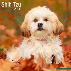 Shih Tzu 2026 Calendar | Dog Breed Gift Wall 15% OFF MULTI ORDERS - Picture 1 of 8