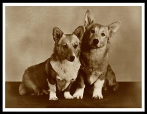 CORGI DOGS LOVELY VINTAGE STYLE DOG PHOTO PRINT POSTER - Picture 1 of 1