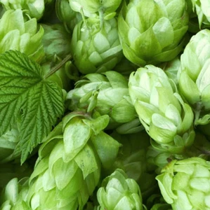 Hops for Beer Humulus Lupulus 250 Seeds - Seeds - Picture 1 of 1